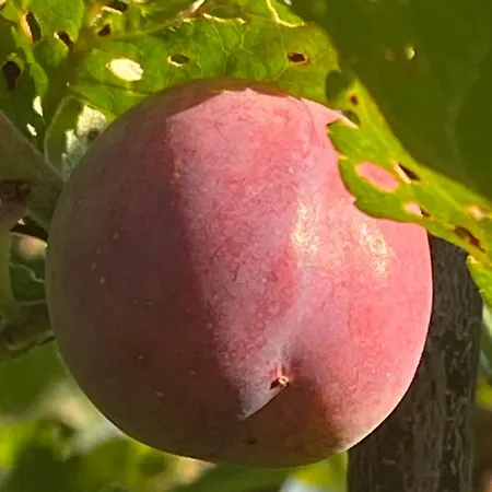 アパート Talo Merikarvian Keskustassa Laehellae Merta!