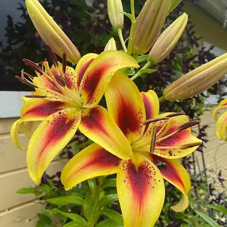 Talo Merikarvian Keskustassa Lahella Merta! Apartment Merikarvia