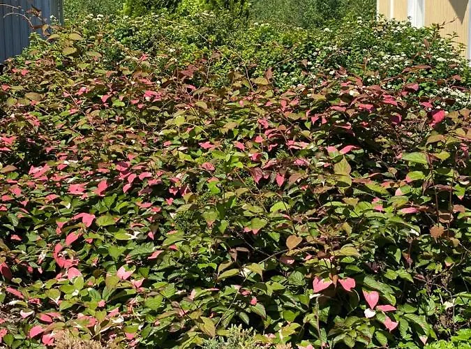 Talo Merikarvian Keskustassa Laehellae Merta! *