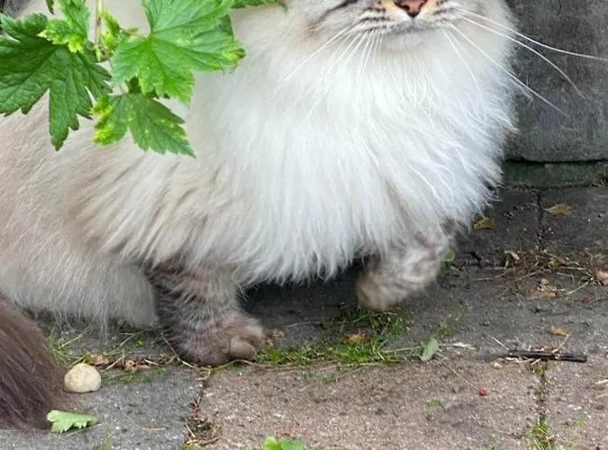 Talo Merikarvian Keskustassa Laehellae Merta!