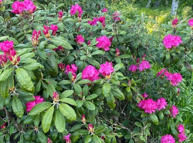 Talo Merikarvian Keskustassa Laehellae Merta! *