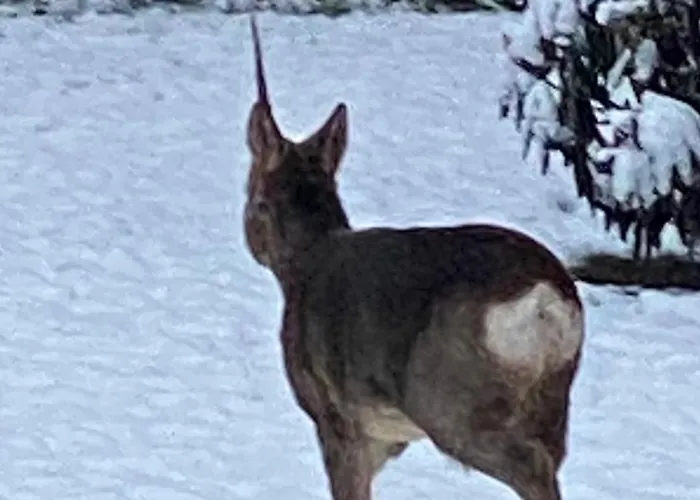 Talo Merikarvian Keskustassa Laehellae Merta!