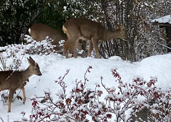 Talo Merikarvian Keskustassa Laehellae Merta! *