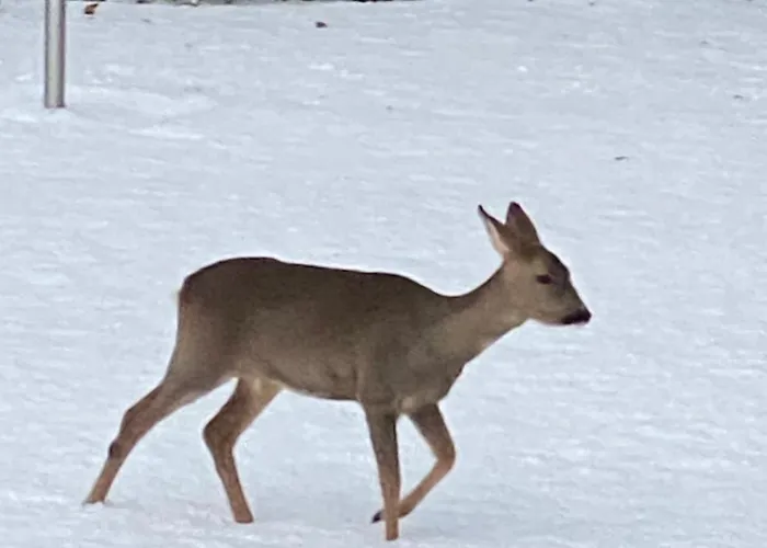 Talo Merikarvian Keskustassa Laehellae Merta! Appartement *