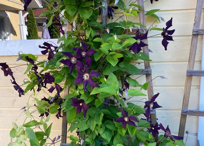 Talo Merikarvian Keskustassa Laehellae Merta! Апартаменты Merikarvia