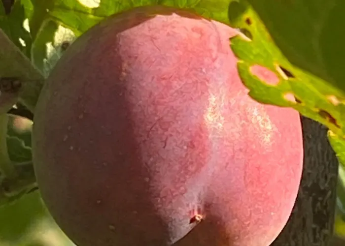 Апартаменты Talo Merikarvian Keskustassa Laehellae Merta!