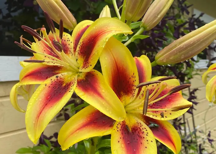 Talo Merikarvian Keskustassa Laehellae Merta! Appartement Merikarvia